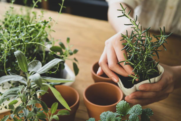 Paulo Augusto Berchielli