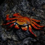 Tecnologia e Organização da Cadeia Produtiva do Caranguejo Uca no Maranhão: Inovação que Transforma