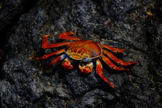 Tecnologia e Organização da Cadeia Produtiva do Caranguejo Uca no Maranhão: Inovação que Transforma