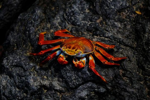 Tecnologia e Organização da Cadeia Produtiva do Caranguejo Uca no Maranhão: Inovação que Transforma